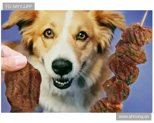 高磊家的狗都吃进口牛肉了